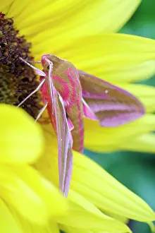 Sphingidae: 80197206 Elephant Hawk Moth - on sunflower Norfolk