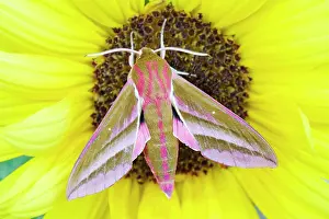 Thistle: 80197207 Elephant Hawk Moth - on sunflower Norfolk