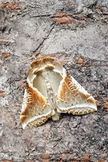 Arches: 80197208 Buff Arches Moth - resting on tree trunk