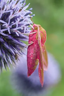 Thistle: 80197209 Elephant Hawk Moth - on Globe Thistle Norfolk
