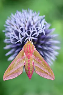 Thistle: 80197210 Elephant Hawk Moth - on Globe Thistle Norfolk