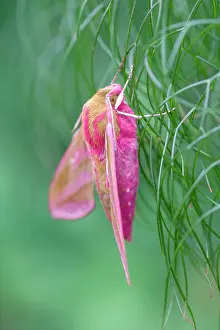 Fennel: 80197211 Elephant Hawk Moth - on fennel leaves Norfolk