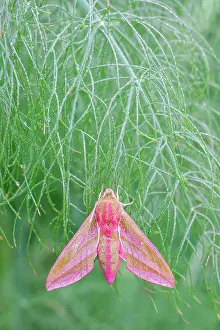 Fennel: 80197212 Elephant Hawk Moth - on fennel leaves Norfolk