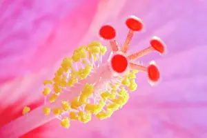 Style: 80197214 Hibiscus Style - with stigma and anthers