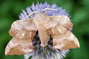 Thistle: 80197215 Poplar Hawk Moth - on Globe Thistle Norfolk