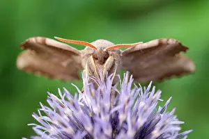 Thistle: 80197216 Poplar Hawk Moth - on Globe Thistle Norfolk