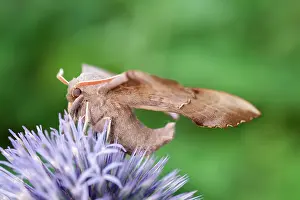 Thistle: 80197217 Poplar Hawk Moth - on Globe Thistle Norfolk
