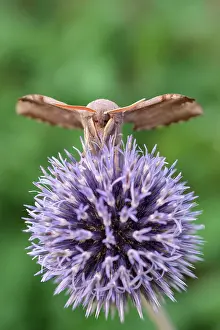 Thistle: 80197218 Poplar Hawk Moth - on Globe Thistle Norfolk