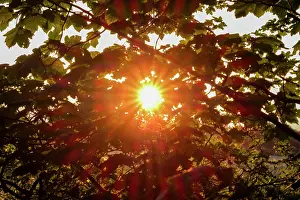 Chestnut: 80197219 Sun Starburst - through Chestnut Leaves