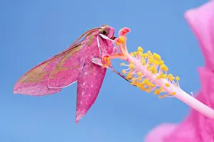 Style: 80197220 Elephant Hawk Moth - on Hibiscus flower