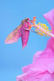 Style: 80197221 Elephant Hawk Moth - on Hibiscus style