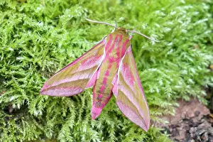 Sphingidae: 80197222 Elephant Hawk Moth - on mossy tree trunk