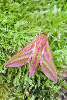 Sphingidae: 80197223 Elephant Hawk Moth - on mossy tree trunk