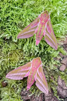 Sphingidae: 80197224 Elephant Hawk Moths - on mossy tree trunk