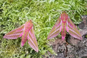 Sphingidae: 80197225 Elephant Hawk Moths - on mossy tree trunk