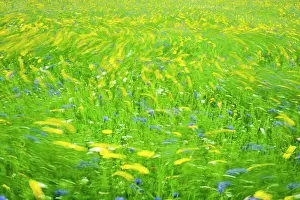 Swirling: 80197226 Cultivated Flower Meadow - in wind Norfolk