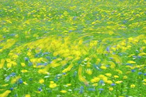 Swirling: 80197227 Cultivated Flower Meadow - in wind Norfolk
