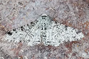 Peppered: 80197228 Peppered Moth - resting on tree trunk -