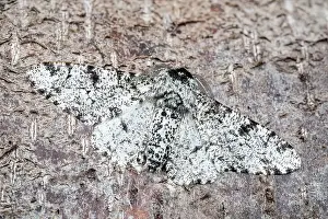 Peppered: 80197229 Peppered Moth - resting on tree trunk -