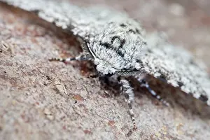 Peppered: 80197230 Peppered Moth - resting on tree trunk -