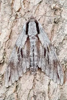 Sphingidae: 80197231 Pine Hawk Moth - resting on pine trunk