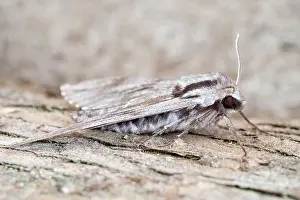 Sphingidae: 80197232 Pine Hawk Moth - resting on pine trunk