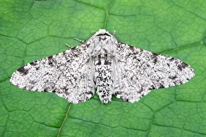 Peppered: 80197233 Peppered Moth - resting on leaf - typica