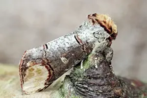 Notodontidae: 80197234 Buff-tip Moth - camouflaged on Birch twig
