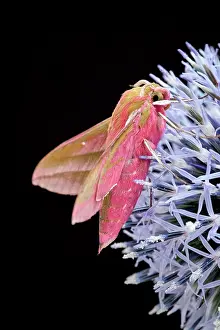 Thistle: 80197235 Elephant Hawk Moth - on Globe Thistle Norfolk