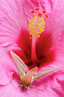 Style: 80197237 Elephant Hawk Moth - on Hibiscus flower