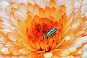 Calendula: 80197238 Swollen-thighed Beetle - female on Calendula