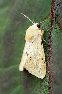 Erebidae: 80197242 Buff Ermine Moth - resting on leaf Norfolk