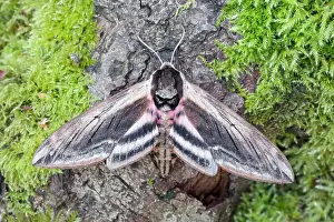 Privet: 80197243 Privet Hawk Moth - resting on mossy tree