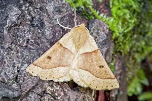 Scalloped: 80197244 Scalloped Oak Moth - resting on mossy tree