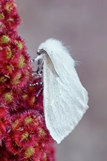 Satin: 80197245 White Satin Moth - resting on Rhus Typhina