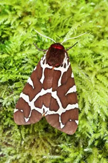Arctiidae: 80197246 Garden Tiger Moth - resting on moss Norfolk