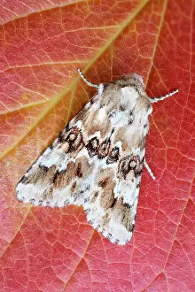 Noctuidae: 80197247 Dusky Sallow Moth - resting on leaf Eremobia