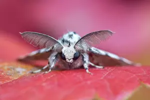 Feathery: 80197248 Black Arches Moth - male with feathery