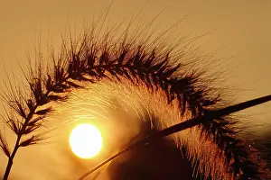 Fountain: 80197249 Pennisetum Grass Flowers and Sunset Norfolk