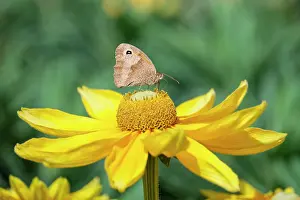 Irish: 80197250 Meadow Brown butterfly - feeding on Rudbeckia