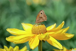 Irish: 80197251 Meadow Brown butterfly - feeding on Rudbeckia