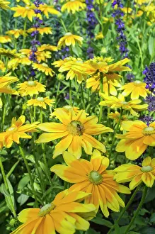 Irish: 80197252 Rudbeckia Hirta Irish Eyes Norfolk, UK