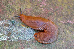 Tentacles: 80197254 Red Slug - on paving showing slime trail