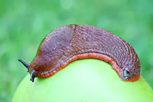 Tentacles: 80197255 Red Slug - on windfall apple Norfolk, UK