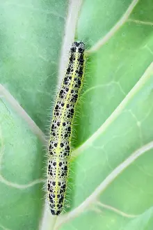 Caterpillars: 80197258 Large White Butterfly - caterpillar on