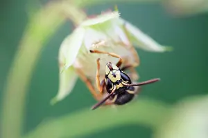Vespula: 80197259 Common Wasp - on flower Norfolk, UK Vespula