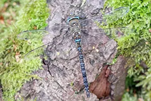 Aeshna: 80197262 Migrant Hawker Dragonfly - male resting