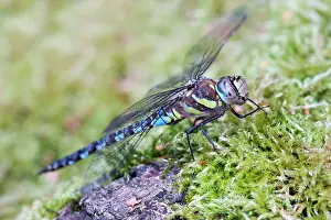 Aeshna: 80197263 Migrant Hawker Dragonfly - male resting