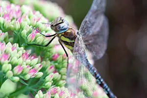 Aeshna: 80197264 Migrant Hawker Dragonfly - male resting