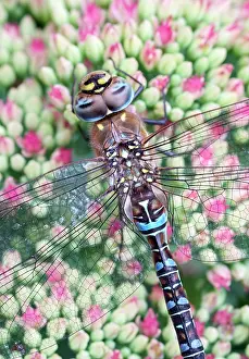 Aeshna: 80197265 Migrant Hawker Dragonfly - male resting